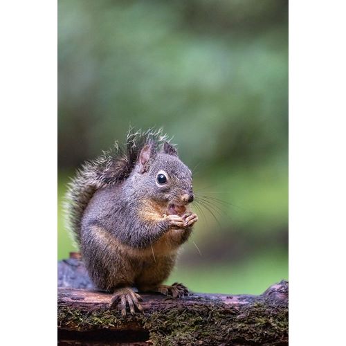 Horton, Janet 아티스트의 Douglas Squirrel standing on a log eating a peanut작품입니다.